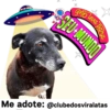 StickerAdoption  33