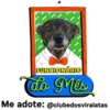 StickerAdoption  30