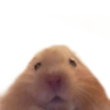 Memes para planejar algo 🤔 12