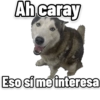 Perritos 15