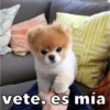 Perritos xd 7