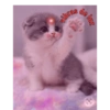 Gatos.anonimos 19