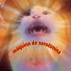 Gatos.anonimos 22