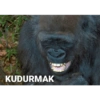 Goril 5