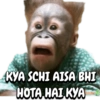 ANIMALS 6