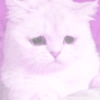 ♡ ֺ ⃝♡ᜓ.  gatitos.  ♡ 15