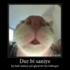 KediliPakıt 3