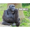Goril 12