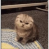 MEMES GATITOS 8😍 7