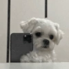 PERRITOS CURA DEPRESIÓN🐶😎😎 11
