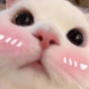 Cat memes 15