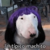 097 Ja, típico machito