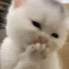 MEMES GATITOS 8😍 9