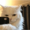 Gatos Cura depresión😽😽😽😎😎 15