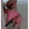 PERRITOS CURA DEPRESIÓN🐶😎😎 12