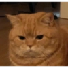 Gatos Cura Depresión😽😎 13