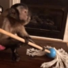 George Monkey🐒🐒 23