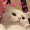 Gatos Cura Depresión😽😎 8