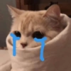 Cat memes 7