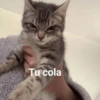 Tu cola