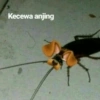 Kecewa anjing