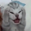 Cat memes 14