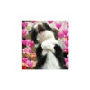 Stiker kucing😖 11