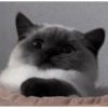 Gatos Cura depresión😽😽😽😎😎 13