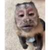 George Monkey🐒🐒 21