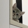 MEMES GATITOS 8😍 15