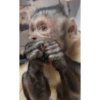 George Monkey🐒🐒 7