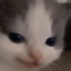 Cat memes 10