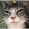 Gatitos mood 7