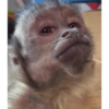 George Monkey🐒🐒 29