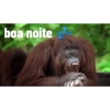 boa noite z