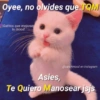 Oyee, no olvides que TQM Gatitos que mejoran tu mood @cats/mood en Instagram Asies, Te Quiero Manosear jsjs