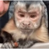 George Monkey🐒🐒 19