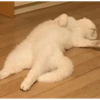 Gatos cura depresión 8