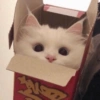 MEMES GATITOS 8😍 11