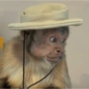 George Monkey🐒🐒 9