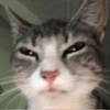 Gatos Cura Depresión😽😎 14