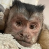 George Monkey🐒🐒 18