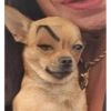 PERRITOS CURA DEPRESIÓN🐶😎😎 6
