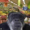 FRUTAS ESPECIAIS GRIMAS ANTER DE SOLIDE! FROTAS N