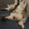 Kucing Random 17