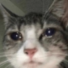 Cat memes 12