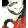 Gatitos mood 13