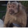 George Monkey🐒🐒 30