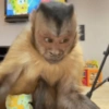 George Monkey🐒🐒 12