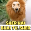 SHER HAI BHAI TU, SHER
